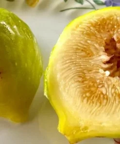 Fig Tree Plant - LSU Gold Fig Tree - Ficus Carica Louisian Gold Fig Tree Live Plant - 4-6 Inch Fig Plant - Fruit Tree Live Plant