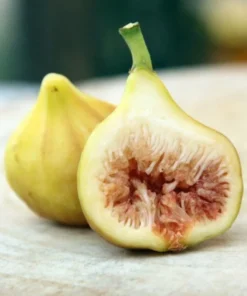 Fig Tree Plant - LSU Gold Fig Tree - Ficus Carica Louisian Gold Fig Tree Live Plant - 4-6 Inch Fig Plant - Fruit Tree Live Plant