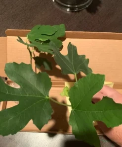 Fig Tree Plant - LSU Gold Fig Tree - Ficus Carica Louisian Gold Fig Tree Live Plant - 4-6 Inch Fig Plant - Fruit Tree Live Plant