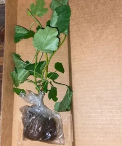 Fig Tree Plant - LSU Gold Fig Tree - Ficus Carica Louisian Gold Fig Tree Live Plant - 4-6 Inch Fig Plant - Fruit Tree Live Plant