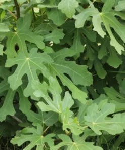 Fig Tree Plant - LSU Purple Fig Tree - Louisiana Purple Fig Tree Live Plant - 4-6 Inch Fig Plant - Fruit Tree Live Plant