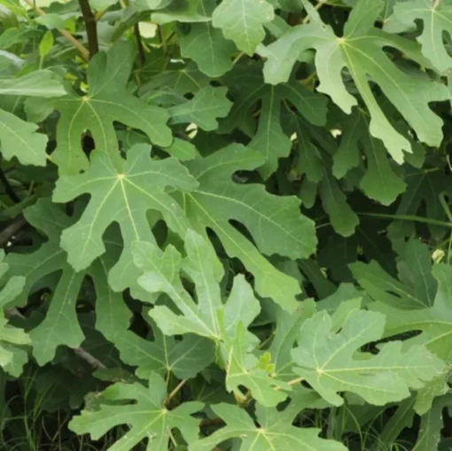 Fig Tree Plant - LSU Purple Fig Tree - Louisiana Purple Fig Tree Live Plant - 4-6 Inch Fig Plant - Fruit Tree Live Plant