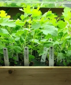 Fig Tree Plant - LSU Purple Fig Tree - Louisiana Purple Fig Tree Live Plant - 4-6 Inch Fig Plant - Fruit Tree Live Plant