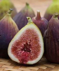 Fig Tree Plant - LSU Purple Fig Tree - Louisiana Purple Fig Tree Live Plant - 4-6 Inch Fig Plant - Fruit Tree Live Plant