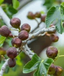 Fig Tree Plant - LSU Purple Fig Tree - Louisiana Purple Fig Tree Live Plant - 4-6 Inch Fig Plant - Fruit Tree Live Plant
