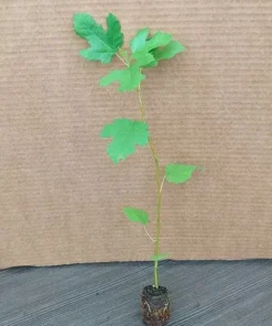 Fig Tree Plant - LSU Purple Fig Tree - Louisiana Purple Fig Tree Live Plant - 4-6 Inch Fig Plant - Fruit Tree Live Plant