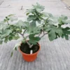 Fignomenal Fig Tree - Dwarf Fig Tree - Ficus carica Live Tree Plant - Dwarf Fruit Tree - Fig Plant - Live Fig Tree