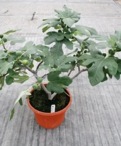 Fignomenal Fig Tree - Dwarf Fig Tree - Ficus carica Live Tree Plant - Dwarf Fruit Tree - Fig Plant - Live Fig Tree