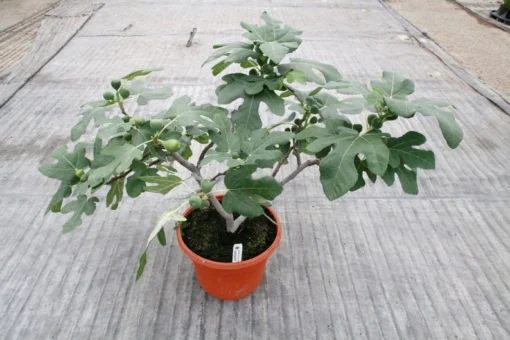 Fignomenal Fig Tree - Dwarf Fig Tree - Ficus carica Live Tree Plant - Dwarf Fruit Tree - Fig Plant - Live Fig Tree