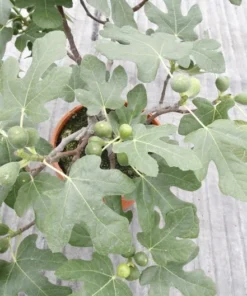 Fignomenal Fig Tree - Dwarf Fig Tree - Ficus carica Live Tree Plant - Dwarf Fruit Tree - Fig Plant - Live Fig Tree