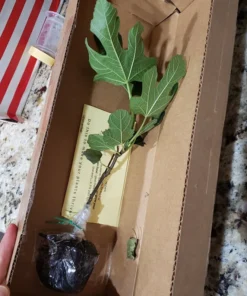 Fignomenal Fig Tree - Dwarf Fig Tree - Ficus carica Live Tree Plant - Dwarf Fruit Tree - Fig Plant - Live Fig Tree