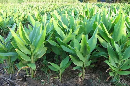 Finger Root Live Plant - Finger Root Starter Plant 4-6 inches - Chinese Keys - Chinese Ginger - Krachai - Live Herb Plant - Ginger Plant