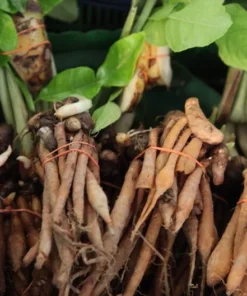 Finger Root Live Plant - Finger Root Starter Plant 4-6 inches - Chinese Keys - Chinese Ginger - Krachai - Live Herb Plant - Ginger Plant