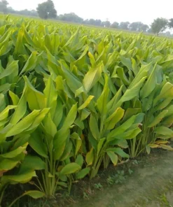 Finger Root Live Plant - Finger Root Starter Plant 4-6 inches - Chinese Keys - Chinese Ginger - Krachai - Live Herb Plant - Ginger Plant