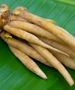 Finger Root Live Plant - Finger Root Starter Plant 4-6 inches - Chinese Keys - Chinese Ginger - Krachai - Live Herb Plant - Ginger Plant