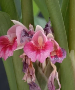 Finger Root Live Plant - Finger Root Starter Plant 4-6 inches - Chinese Keys - Chinese Ginger - Krachai - Live Herb Plant - Ginger Plant