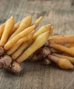 Finger Root Live Plant - Finger Root Starter Plant 4-6 inches - Chinese Keys - Chinese Ginger - Krachai - Live Herb Plant - Ginger Plant