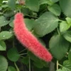Firetail Chenille Plants - Pack of 2 Dwarf Chenille Live Plants - 4-6 Inches Tall - Unique Red Fuzzy Blooms Acalypha pendula