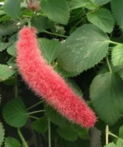 Firetail Chenille Plants - Pack of 2 Dwarf Chenille Live Plants - 4-6 Inches Tall - Unique Red Fuzzy Blooms Acalypha pendula