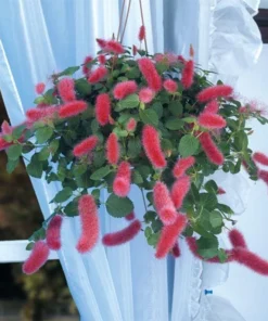 Firetail Chenille Plants - Pack of 2 Dwarf Chenille Live Plants - 4-6 Inches Tall - Unique Red Fuzzy Blooms Acalypha pendula