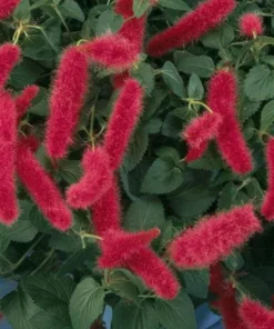 Firetail Chenille Plants - Pack of 2 Dwarf Chenille Live Plants - 4-6 Inches Tall - Unique Red Fuzzy Blooms Acalypha pendula