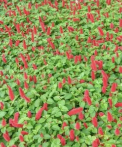 Firetail Chenille Plants - Pack of 2 Dwarf Chenille Live Plants - 4-6 Inches Tall - Unique Red Fuzzy Blooms Acalypha pendula