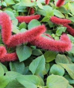 Firetail Chenille Plants - Pack of 2 Dwarf Chenille Live Plants - 4-6 Inches Tall - Unique Red Fuzzy Blooms Acalypha pendula