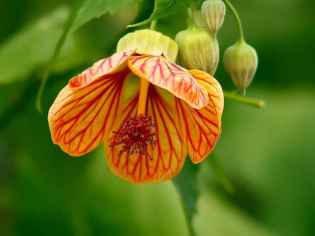 Abutilon Orange Tiger Care: Easy Tips for Healthy Blooming