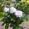 Gardenia Live Plant - 2 Plug Starter Plants - Fragrant White Flowers - 5-7 Inches tall