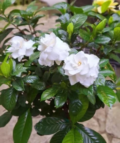 Gardenia Live Plant - 2 Plug Starter Plants - Fragrant White Flowers - 5-7 Inches tall