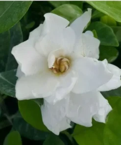 Gardenia Live Plant - 2 Plug Starter Plants - Fragrant White Flowers - 5-7 Inches tall