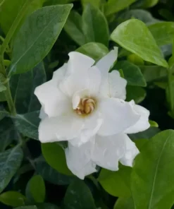 Gardenia Live Plant - 2 Plug Starter Plants - Fragrant White Flowers - 5-7 Inches tall