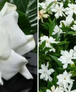 Gardenia Live Plant - 2 Plug Starter Plants - Fragrant White Flowers - 5-7 Inches tall