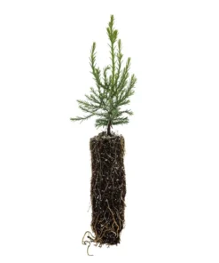Giant Sequoia Redwood Seedling - 5-8 inch Potted Tree - Sequoiadendron giganteum