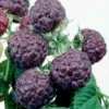 Glencoe Raspberry Plant - Purple Raspberry Glencoe - Glen Coe Raspberry Bush - Glencoe Raspberry Plant Live - Rubus idaeus