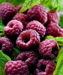 Glencoe Raspberry Plant - Purple Raspberry Glencoe - Glen Coe Raspberry Bush - Glencoe Raspberry Plant Live - Rubus idaeus