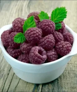 Glencoe Raspberry Plant - Purple Raspberry Glencoe - Glen Coe Raspberry Bush - Glencoe Raspberry Plant Live - Rubus idaeus