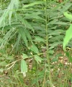 Grains Of Paradise Live Plant - Alligator Pepper Starter Plant - Grains Of Paradise Spice - Guinea Pepper - Melegueta Pepper