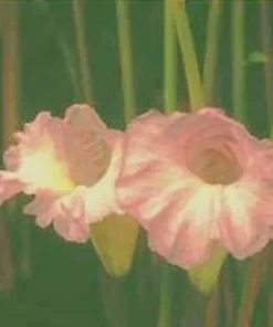 Grains Of Paradise Live Plant - Alligator Pepper Starter Plant - Grains Of Paradise Spice - Guinea Pepper - Melegueta Pepper