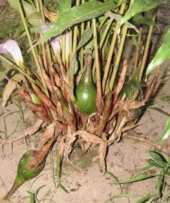 Grains Of Paradise Live Plant - Alligator Pepper Starter Plant - Grains Of Paradise Spice - Guinea Pepper - Melegueta Pepper