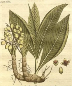 Grains Of Paradise Live Plant - Alligator Pepper Starter Plant - Grains Of Paradise Spice - Guinea Pepper - Melegueta Pepper