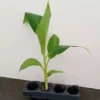 Grand Nain Banana Plant - Dwarf Banana Tree - Live Banana Fruit Plant - Banana Plant Tree Plant Musa - 4-6 Inch Dwarf Fruit Tree Live Plant