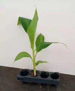 Grand Nain Banana Plant - Dwarf Banana Tree - Live Banana Fruit Plant - Banana Plant Tree Plant Musa - 4-6 Inch Dwarf Fruit Tree Live Plant