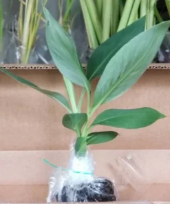 Grand Nain Banana Plant - Dwarf Banana Tree - Live Banana Fruit Plant - Banana Plant Tree Plant Musa - 4-6 Inch Dwarf Fruit Tree Live Plant