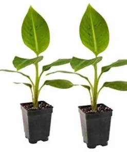 Grand Nain Banana Plant - Dwarf Banana Tree - Live Banana Fruit Plant - Banana Plant Tree Plant Musa - 4-6 Inch Dwarf Fruit Tree Live Plant