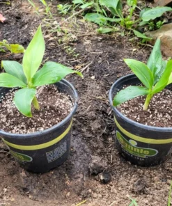 Grand Nain Banana Plant - Dwarf Banana Tree - Live Banana Fruit Plant - Banana Plant Tree Plant Musa - 4-6 Inch Dwarf Fruit Tree Live Plant