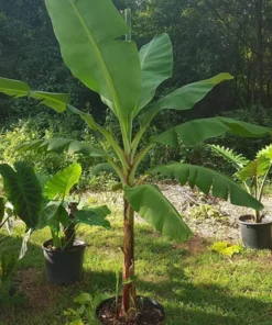 Grand Nain Banana Plant - Dwarf Banana Tree - Live Banana Fruit Plant - Banana Plant Tree Plant Musa - 4-6 Inch Dwarf Fruit Tree Live Plant