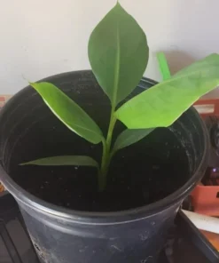 Grand Nain Banana Plant - Dwarf Banana Tree - Live Banana Fruit Plant - Banana Plant Tree Plant Musa - 4-6 Inch Dwarf Fruit Tree Live Plant