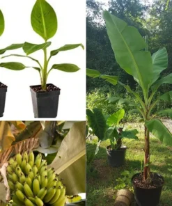 Grand Nain Banana Plant - Dwarf Banana Tree - Live Banana Fruit Plant - Banana Plant Tree Plant Musa - 4-6 Inch Dwarf Fruit Tree Live Plant
