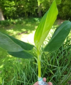 Grand Nain Banana Plant - Dwarf Banana Tree - Live Banana Fruit Plant - Banana Plant Tree Plant Musa - 4-6 Inch Dwarf Fruit Tree Live Plant